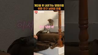 계단을 못 내려가는 댕댕이를 위한 친구 냥이의 반응