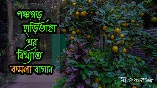 পঞ্চগড় হাড়িভাষার বিখ্যাত কমলা বাগান । Vlog 10 | Maruf Hasan Abir | Travel Vlog Panchagarh