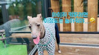 아이쥐 요들레이와 잡기놀이!!(켄싱턴리조트설악밸리Pet- Park)