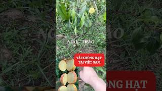 Các bác xem thành quả vải không hạt trồng tại Việt Nam ạ, khung cảnh chuẩn của mình chưa ạ