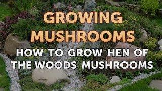 How to Grow Hen of the Woods Mushrooms