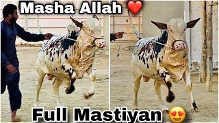 Mastiyan Hon Tw Esi Hon K Maza Ajaye  | Masha Allah ️ | AR Maani