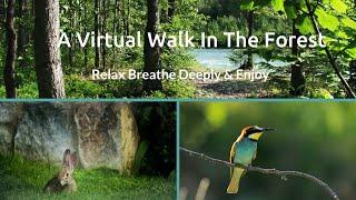 Virtual Nature Walk: A Walk In The Forest