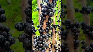 The most unique tree in the world #shorts #facts #fruit