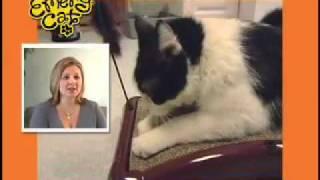 EmeryCat06.24.mov Renee West