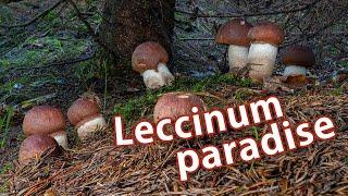 Mushroom Foraging - August 7th 2021