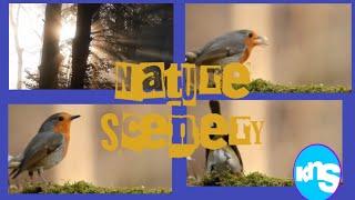 Relaxing Video || Nature Scenery || Best Video Scenery || Sleep Music || Scenery Video || Nature