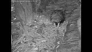 10/03/2021  19:16  Leo wants to feed the fresh laid egg  (Eagle Owl, Germany, Eifel)