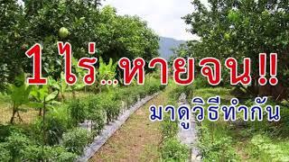 #1ไร่หายจน  #เกษตรผสมผสาน #แบบพอเพียง