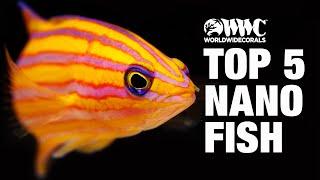 WWC Top 5 Nano Reef Fish