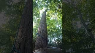 Lookin up #treelife #treeworker #arborist