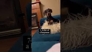 Best parts of having a Dachshund