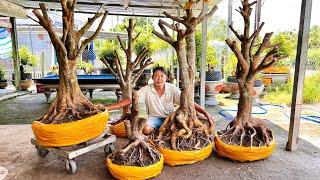 MƯỜI MAI VÀNG ngày 16/8/2024 (#O337573339 MƯỜI ) PHÔI MAI TỨ QUÝ, MAI VÀNG -  @bonsai Can Tho