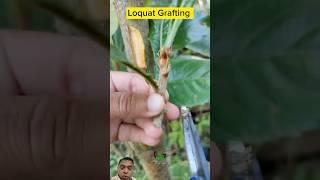 How to grafting loquat fruit #grafting #plants #graftingtechnique #greensreen #shots