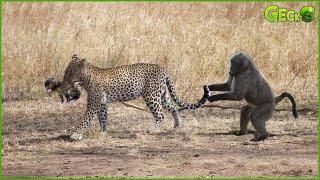 Poor Mother Baboon Can't Protect Her Baby, Watching Leopard Steal Baby In Front Of Her