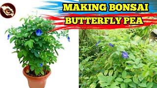 HOW TO MAKE BUTTERFLY PEA BONSAI/COMPLETE GUIDE WITH RESULTS