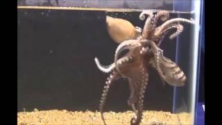 Behavior and Body Patterns of the Larger Pacific Striped Octopus