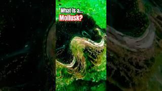  What is a Mollusk? #mollusk #mollusks #seacreatures #clams