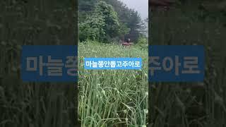 양평#농사#마늘#주아#도전#일상#관리#지속#수확#멍#구독#귀촌#꿀팁#좋아요#초보#주말#자연#친환경#열심#설명#키우기#농작물#방법#놀기#힐링#여유#도아
