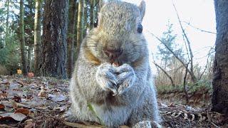 Squirrels Eating Super Close Up