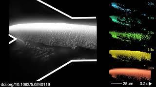 Alginate Gelation in Confined Flow