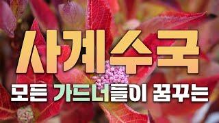 미래가치 1000억원! 특이점이 와버린 수국 생태계.. 모든 가드너들이 꿈꾸는 수국 렛츠댄스 캔두!