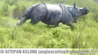 Extrem Rhino charged in Kaziranga (Bitupan kolong)