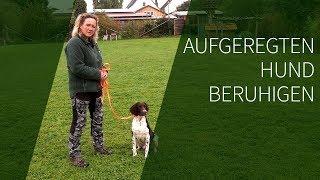 Aufgeregten Hund beruhigen ► Aufgeregter Hund ► Das geeignete Hundetraining