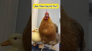  Vịt Gà Là Bạn Hay Thù? #thúcưng #vậtnuôi #chómèohàihước #funny #pets #cat #cute