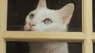 Funny cats c65 #shortvideo