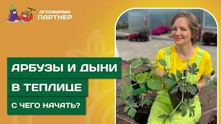 КАК ВЫСАДИТЬ АРБУЗЫ И ДЫНИ В ТЕПЛИЦУ? // Секрет богатого урожая