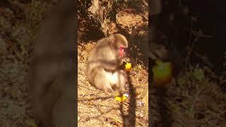 Japanese Macaques in the Wild: A Day in Their Life #shorts