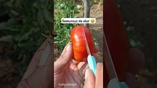 Çok sevilen videonun 2 cisi  Ata tohumu Boğumlu domates #domates #tomato #bahçe #tarla #atatohumu