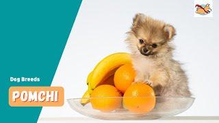 Pomchi: A Pet Parent's Guide To The Pomeranian Chihuahua Mix