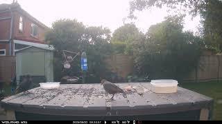 Raven Blackbird Starlings