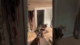 Stubborn husky's hilarious rant after being told no