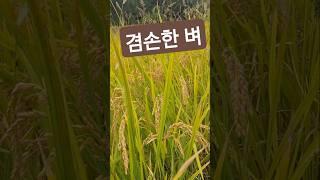 산책중 잘 익은 고개숙인 벼/ 황금물결을 겸손히 담아본다... 새벽비 내린뒤 선선한 가을을 맞는다... #산책 #인천연희공원 #벼 #가을