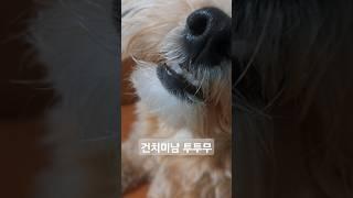 건치미남 투투무 잡아먹기 #건치미남 #투투무 #말티푸일상 #tutumu#maltipoo