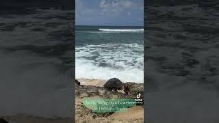 Turtle Party at Ho'okipa Beach Park, Maui HI