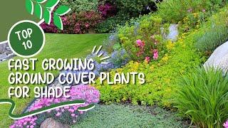 10 Fast Growing Ground Cover Plants for Shade  Shade Ground Cover