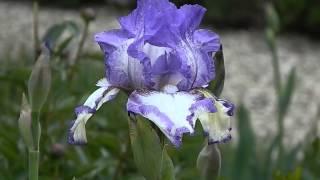 Iris germanica Charmed Circle