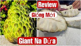 Review Giống Mới Giant Na Dứa Từ Vườn Cây Anh Nghĩa || MÂY XANH || 252