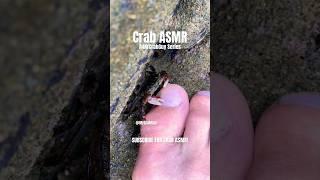 MrCrabGuy ASMR | Crab PEDICURE ASMR  #shorts