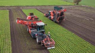 Carrot Harvest | Dewulf | Weltjens | LWB | Deutz | Greenyard