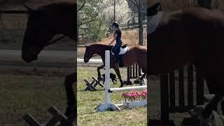 gg was sooo perfect yst! #arion #arionsellier #arionsaddle #customsaddle #equestrian #eq #hunter