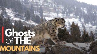 "The Ghost Of Mountains" - Snow Leopard Documentary