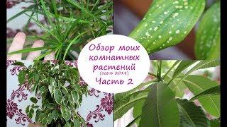 Обзор моих комнатных растений. Осень 2018. часть 2.//Валентина Земскова