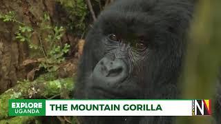 MOUNTAIN GORILLAS 101: Facts, Habitat & Conservation