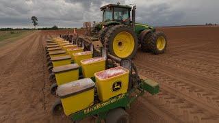 Growing Potatoes, Butterbeans, & Peanuts