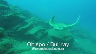 Chucho y Obispo (Stingray and Bull ray) in PalmMar, Tenerife